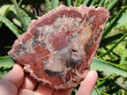 Polished Red Podocarpus Petrified Wood Slices x 6 From Mahajanga, Madagascar