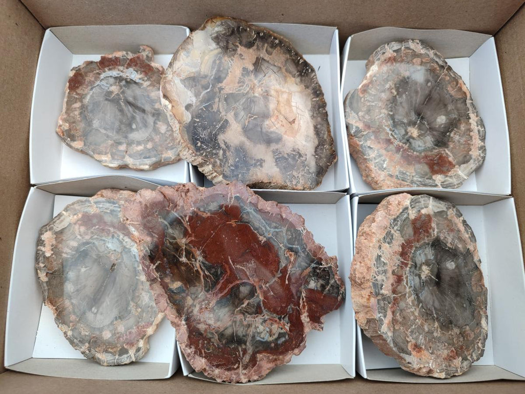 Polished Red Podocarpus Petrified Wood Slices x 6 From Mahajanga, Madagascar