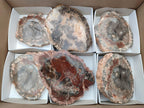Polished Red Podocarpus Petrified Wood Slices x 6 From Mahajanga, Madagascar