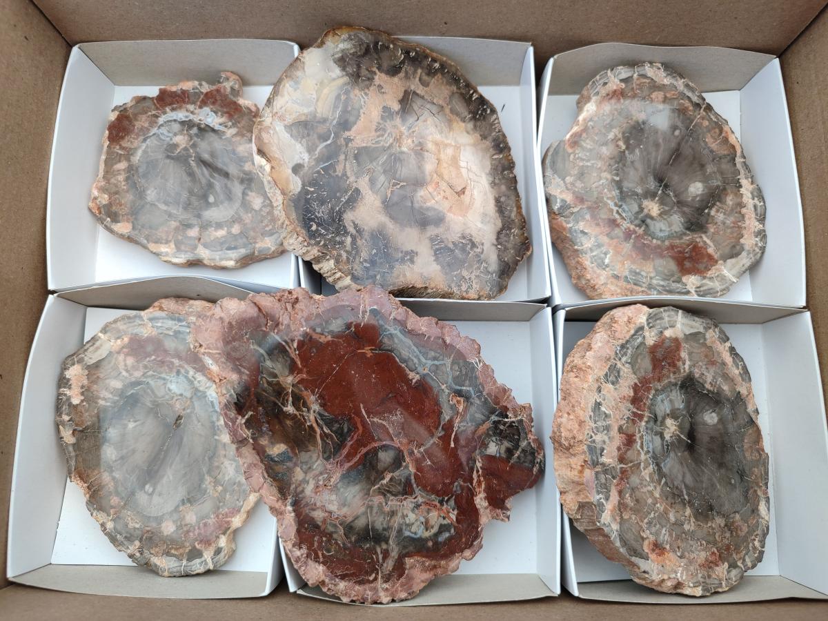 Polished Red Podocarpus Petrified Wood Slices x 6 From Mahajanga, Madagascar