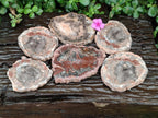 Polished Red Podocarpus Petrified Wood Slices x 6 From Mahajanga, Madagascar