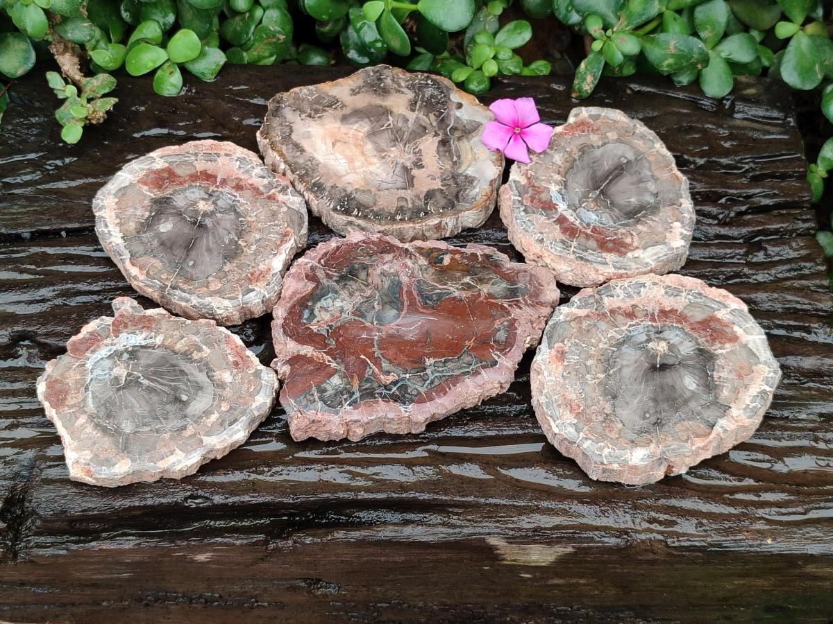 Polished Red Podocarpus Petrified Wood Slices x 6 From Mahajanga, Madagascar