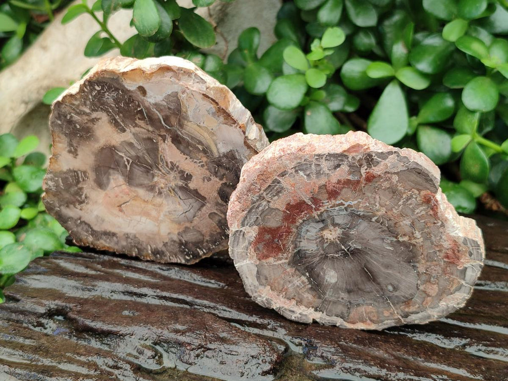 Polished Red Podocarpus Petrified Wood Slices x 6 From Mahajanga, Madagascar
