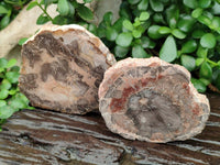 Polished Red Podocarpus Petrified Wood Slices x 6 From Mahajanga, Madagascar