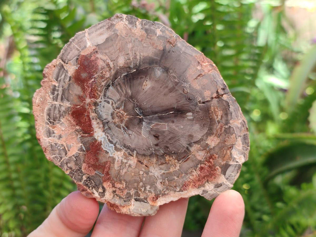 Polished Red Podocarpus Petrified Wood Slices x 6 From Mahajanga, Madagascar
