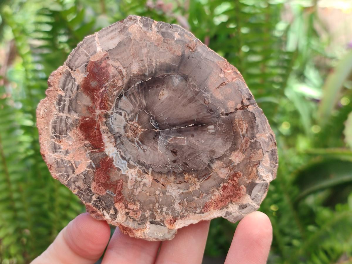 Polished Red Podocarpus Petrified Wood Slices x 6 From Mahajanga, Madagascar