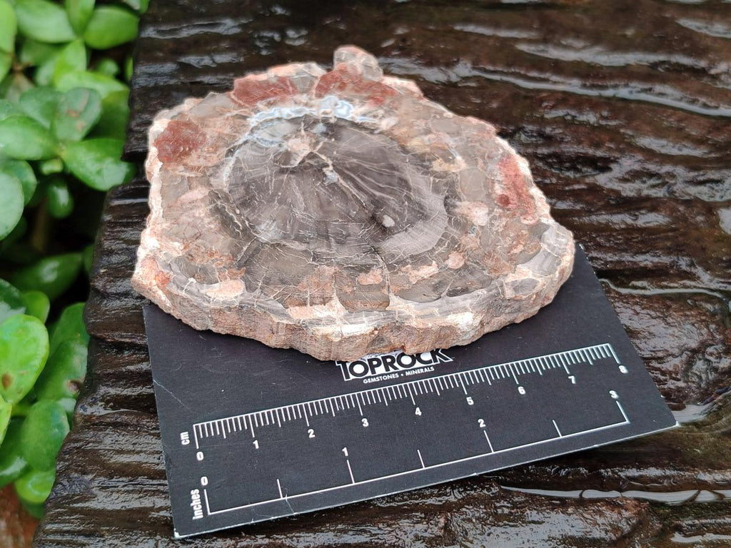Polished Red Podocarpus Petrified Wood Slices x 6 From Mahajanga, Madagascar