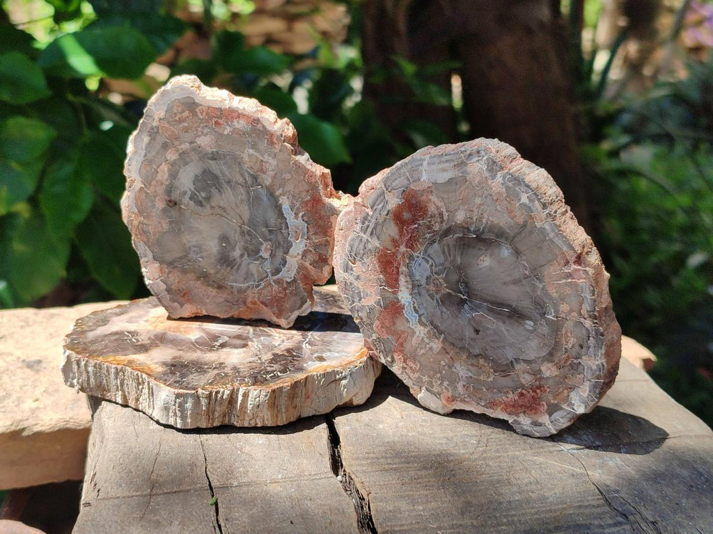 Polished Red Podocarpus Petrified Wood Slices x 6 From Mahajanga, Madagascar