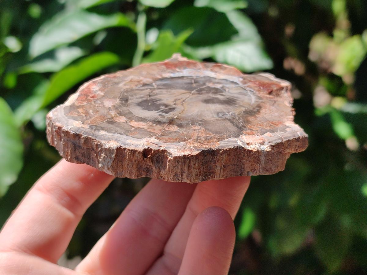 Polished Red Podocarpus Petrified Wood Slices x 6 From Mahajanga, Madagascar