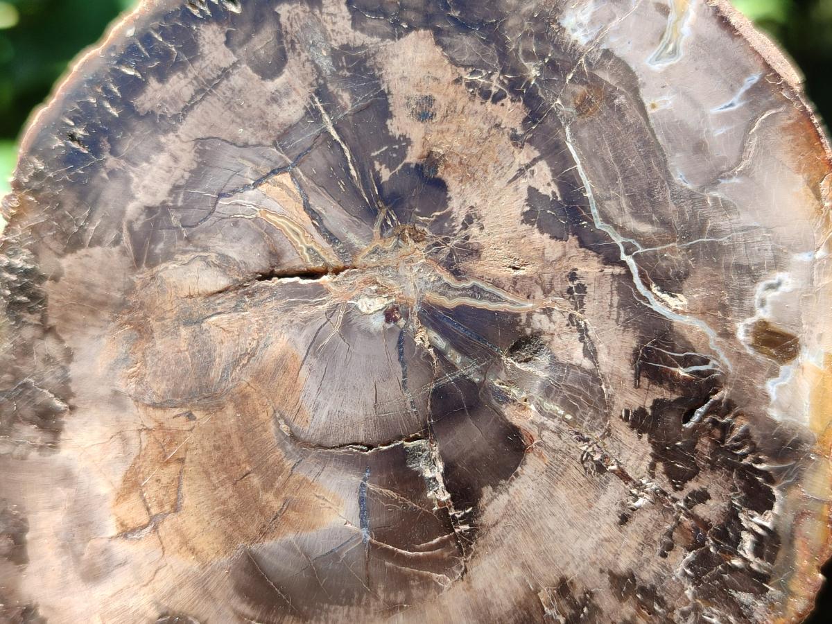 Polished Red Podocarpus Petrified Wood Slices x 6 From Mahajanga, Madagascar