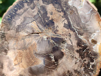 Polished Red Podocarpus Petrified Wood Slices x 6 From Mahajanga, Madagascar