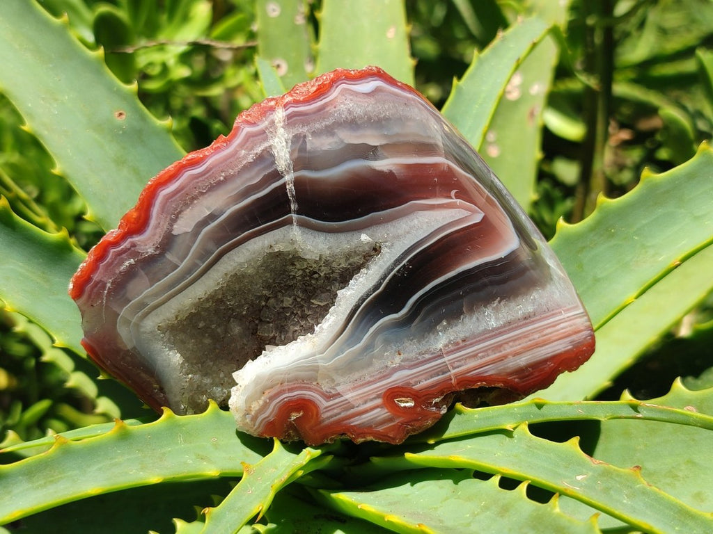 Polished On One Side Red Shashe River Agate Nodules x 5 From Shashe River, Zimbabwe