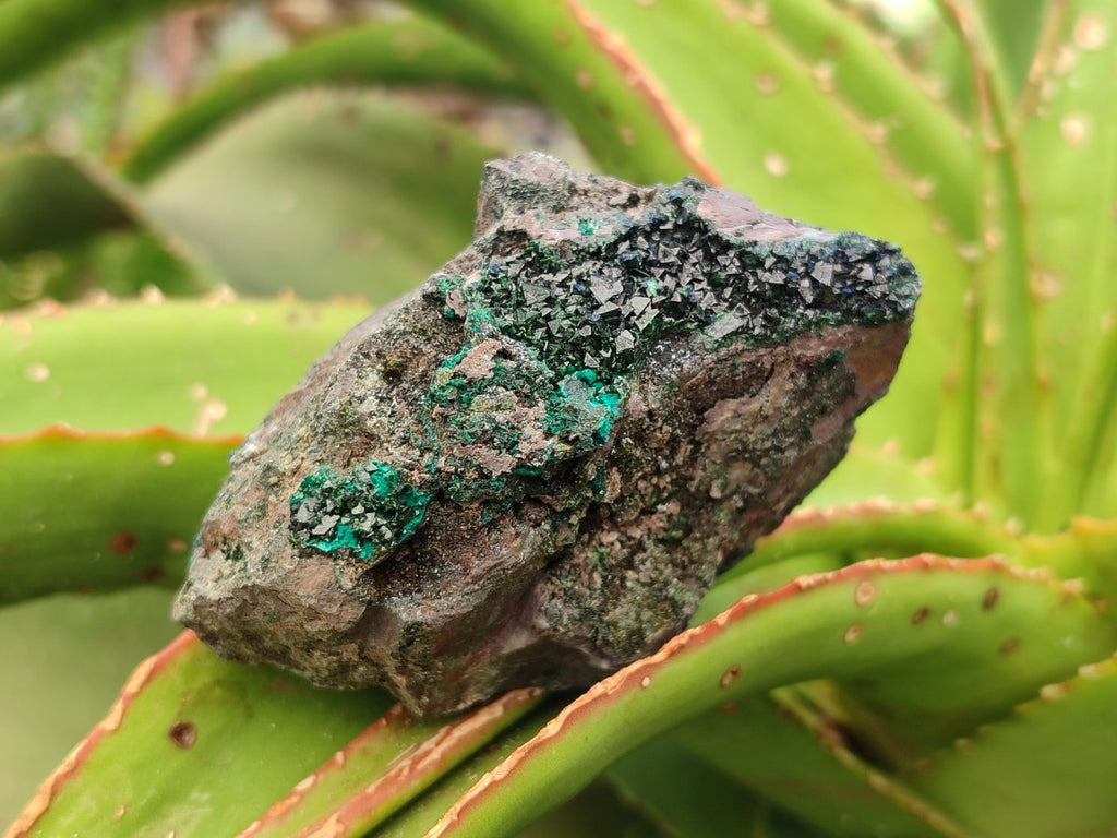 Natural Libethenite Crystals On Dolomite Matrix Specimens x 6 From Shituru, Congo
