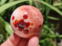 Polished Carnelian Agate Gemstone Spheres x 7 From Madagascar
