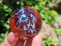 Polished Carnelian Agate Gemstone Spheres x 7 From Madagascar