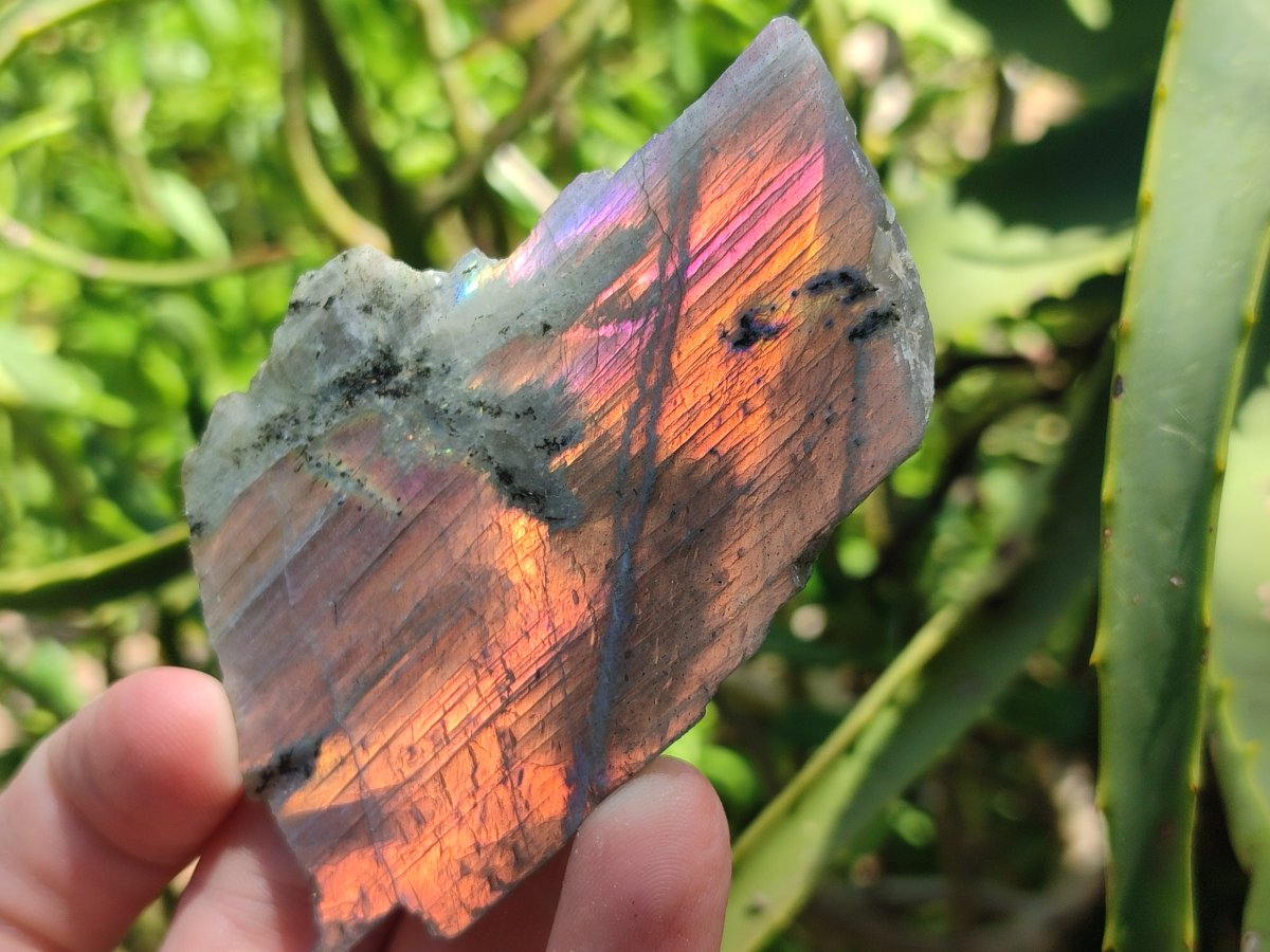 Polished One Side Sunset Flash Labradorite x 12 From Madagascar