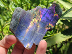 Polished One Side Sunset Flash Labradorite x 12 From Madagascar