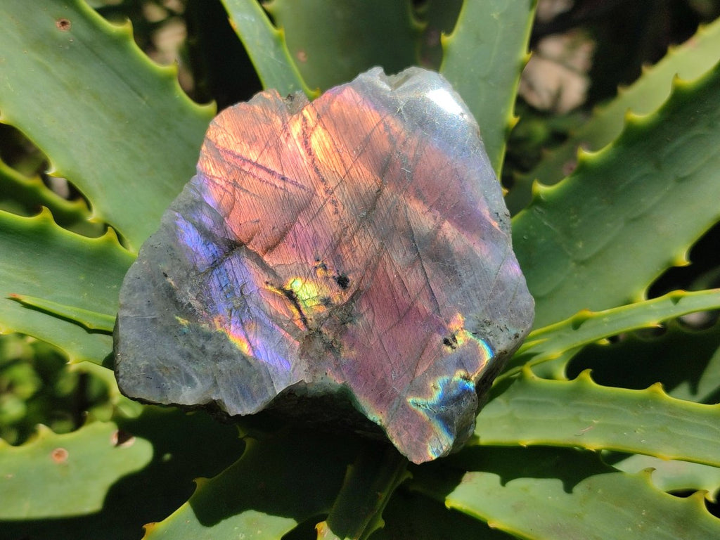 Polished One Side Sunset Flash Labradorite x 12 From Madagascar