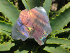 Polished One Side Sunset Flash Labradorite x 12 From Madagascar