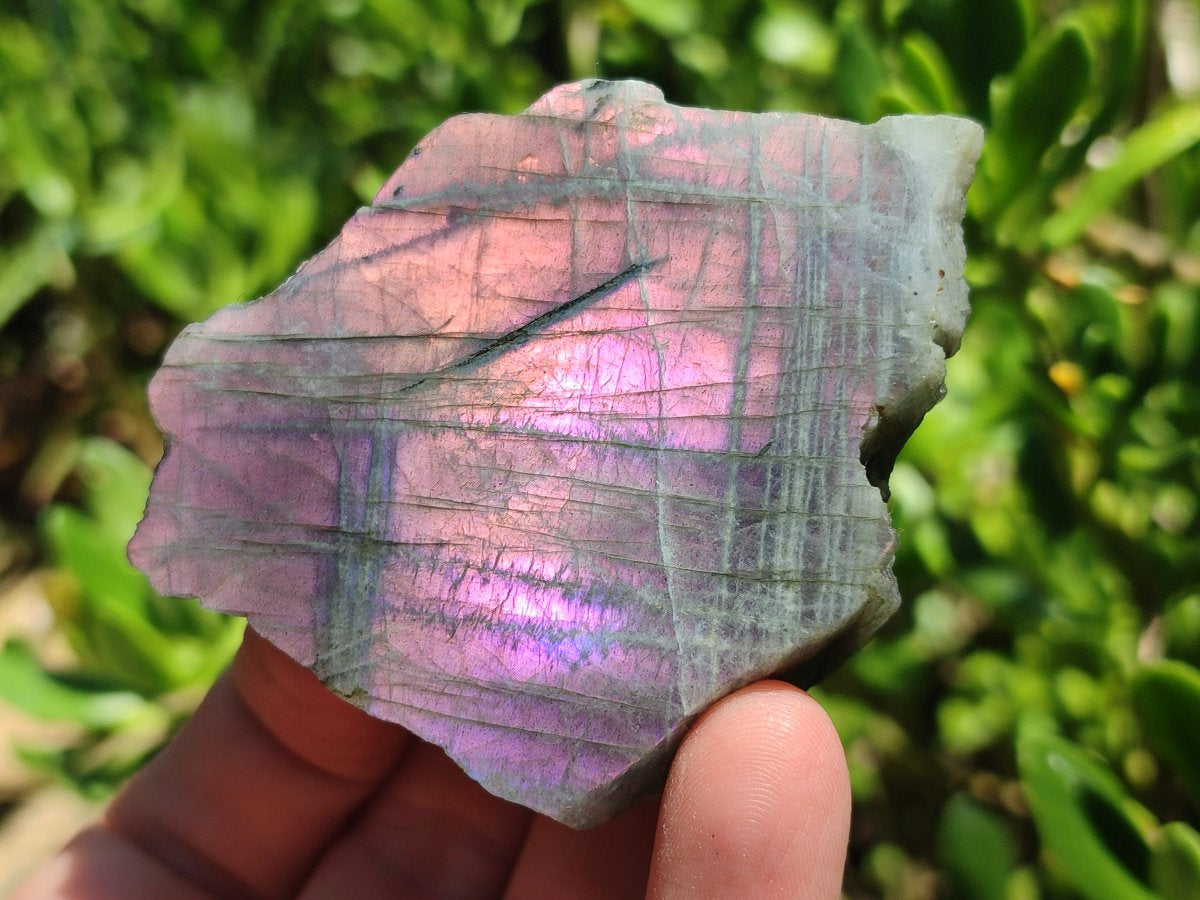 Polished One Side Sunset Flash Labradorite x 12 From Madagascar