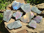 Polished One Side Sunset Flash Labradorite x 12 From Madagascar