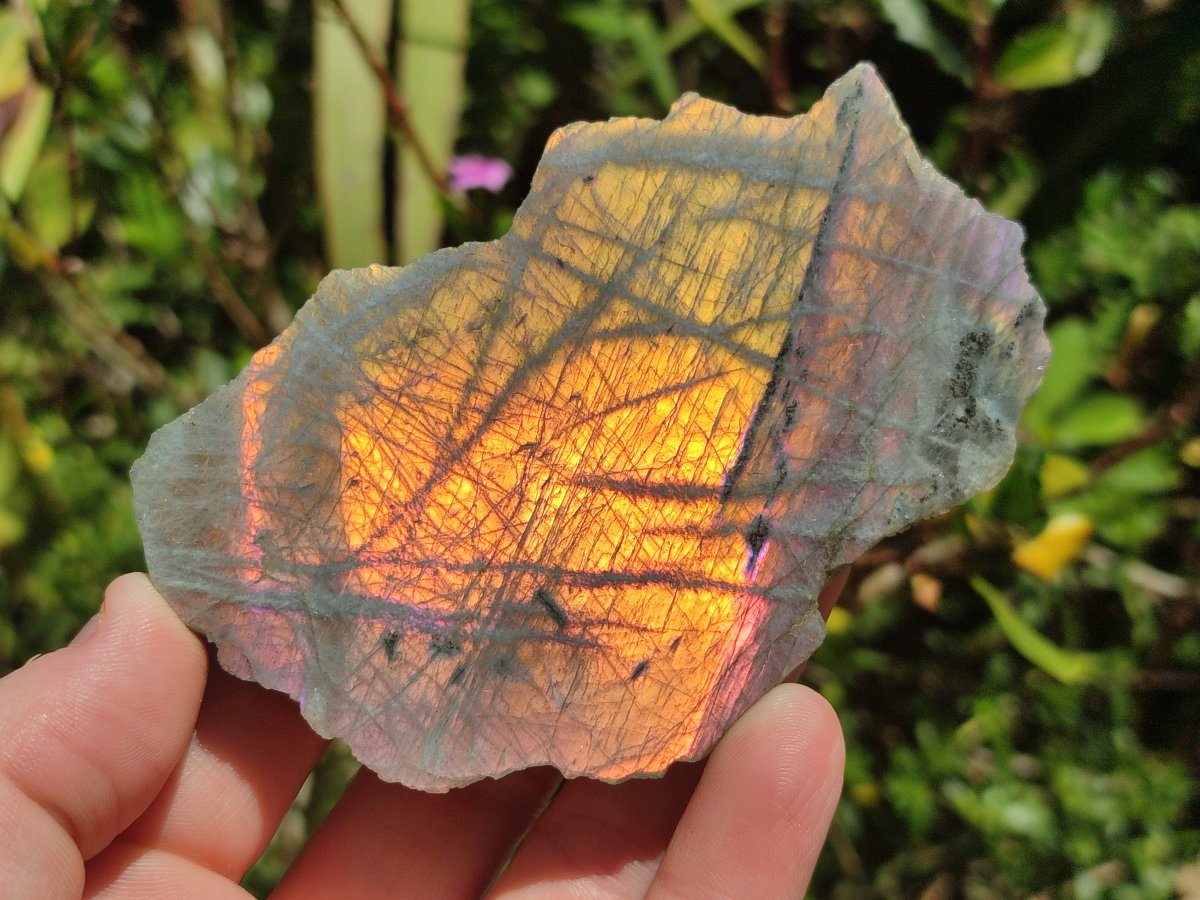 Polished One Side Sunset Flash Labradorite x 12 From Madagascar