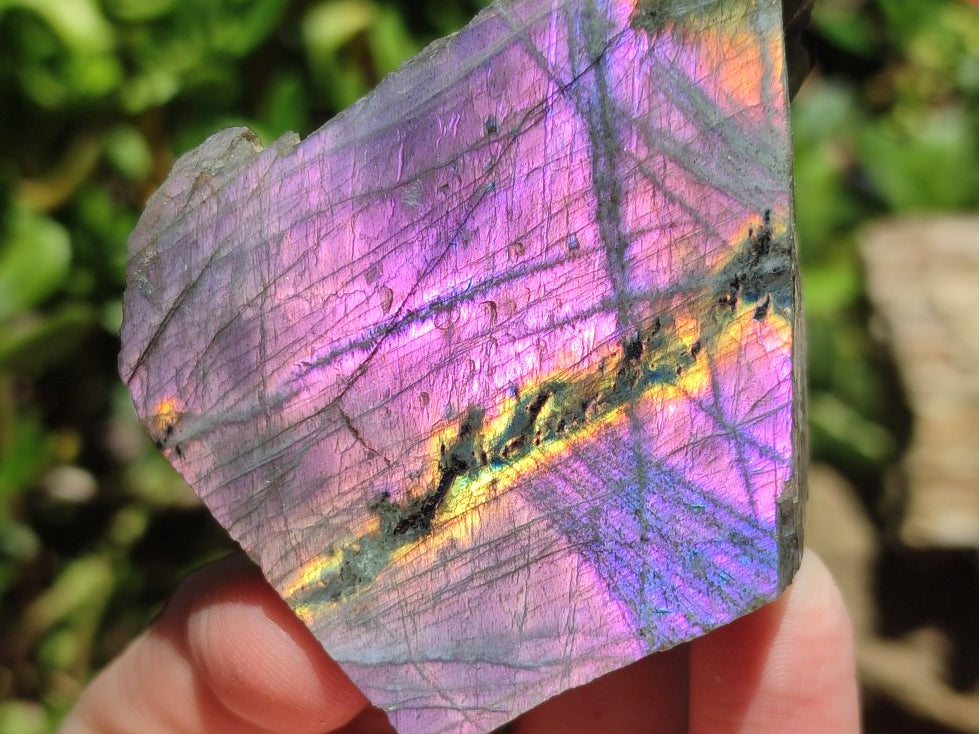 Polished One Side Sunset Flash Labradorite x 12 From Madagascar