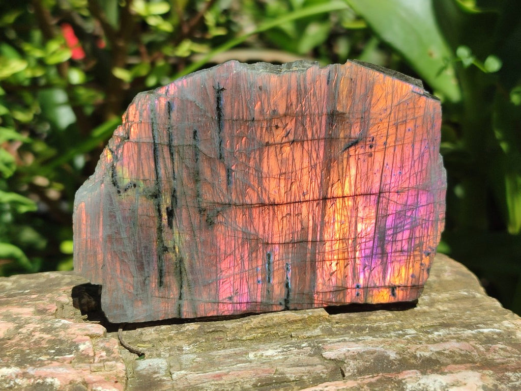 Polished One Side Sunset Flash Labradorite x 12 From Madagascar