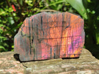 Polished One Side Sunset Flash Labradorite x 12 From Madagascar