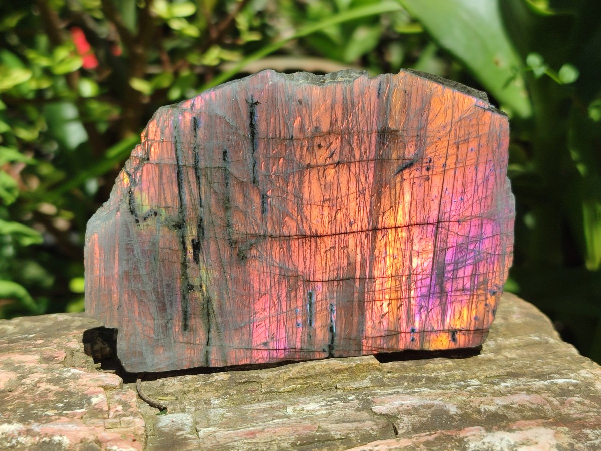 Polished One Side Sunset Flash Labradorite x 12 From Madagascar
