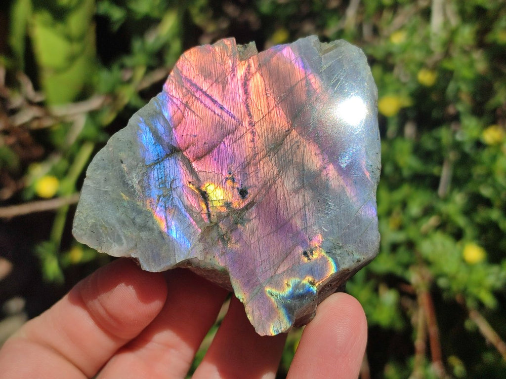 Polished One Side Sunset Flash Labradorite x 12 From Madagascar