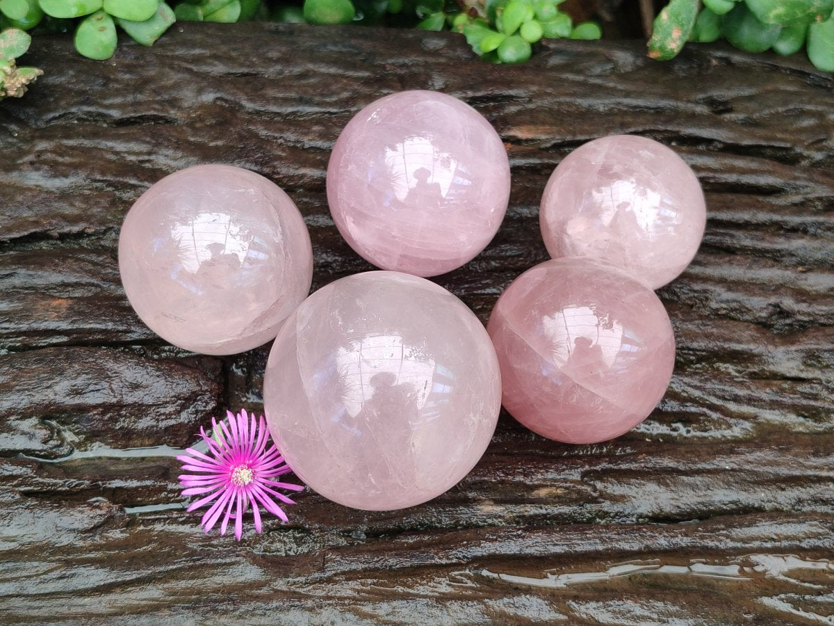 Polished Gemmy Star Rose Quartz Spheres x 5 From Madagascar