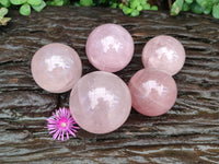 Polished Gemmy Star Rose Quartz Spheres x 5 From Madagascar