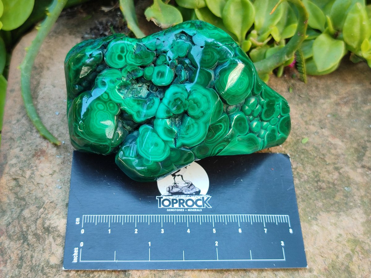 Polished Flower Banded Malachite Free Forms x 3 From Congo