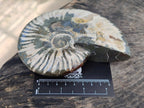 Polished Cleoniceras Ammonite Fossils x 2 From Tulear, Madagascar