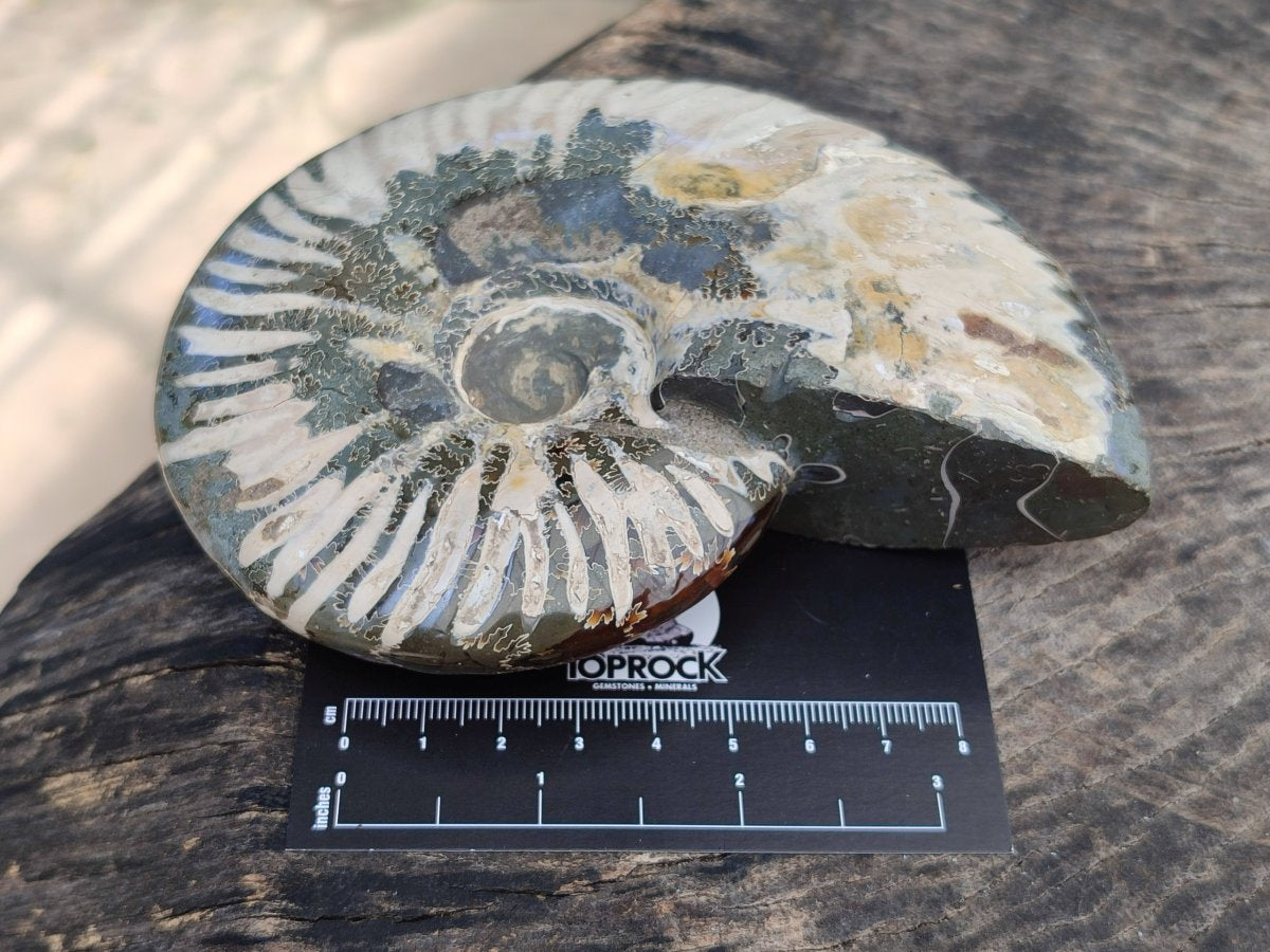 Polished Cleoniceras Ammonite Fossils x 2 From Tulear, Madagascar
