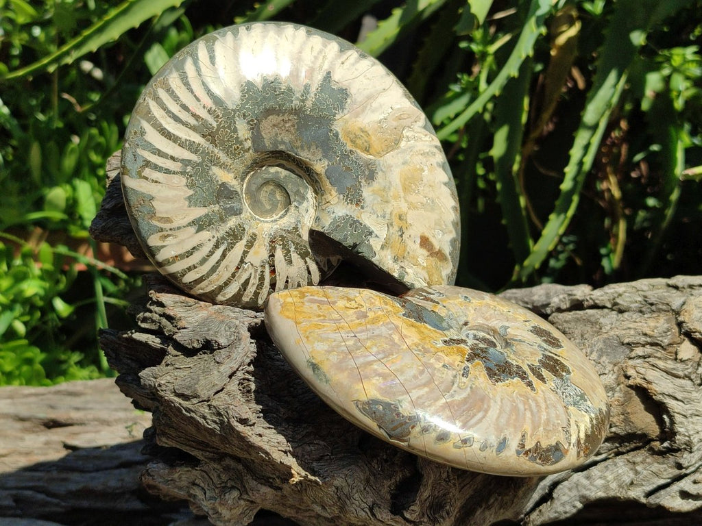 Polished Cleoniceras Ammonite Fossils x 2 From Tulear, Madagascar