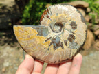 Polished Cleoniceras Ammonite Fossils x 2 From Tulear, Madagascar