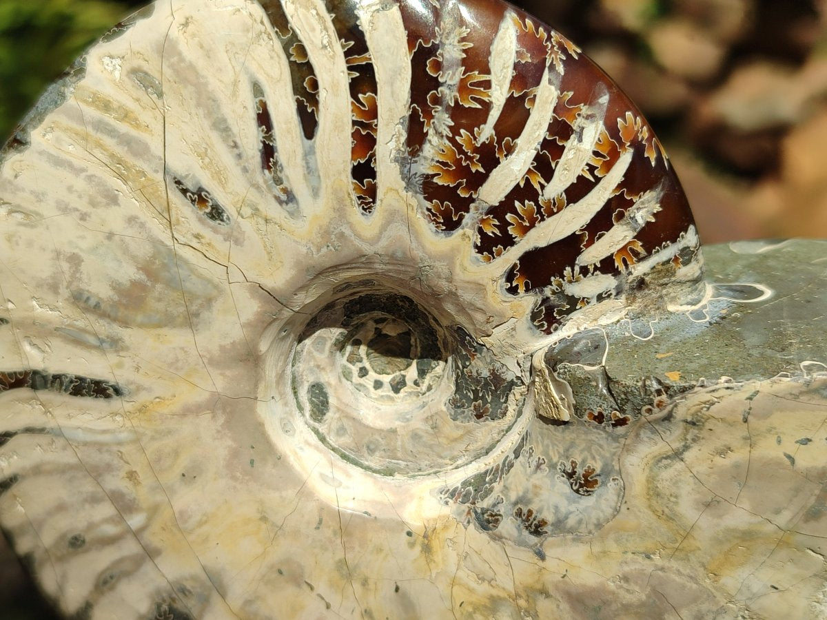 Polished Cleoniceras Ammonite Fossils x 2 From Tulear, Madagascar