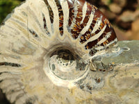 Polished Cleoniceras Ammonite Fossils x 2 From Tulear, Madagascar