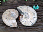 Polished Cleoniceras Ammonite Fossils x 2 From Tulear, Madagascar