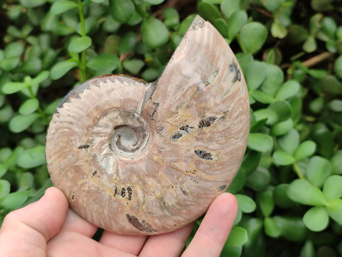 Polished Cleoniceras Ammonite Fossils x 2 From Tulear, Madagascar