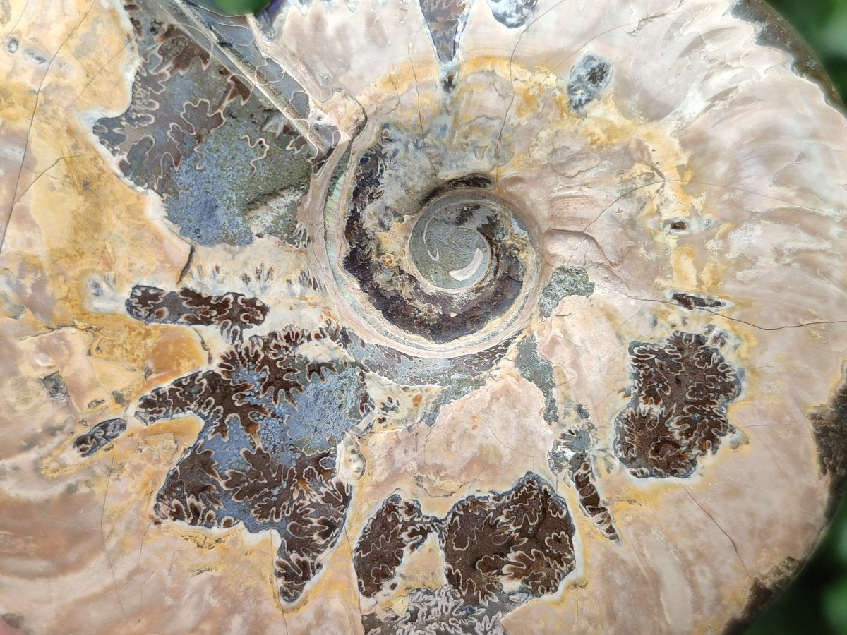 Polished Cleoniceras Ammonite Fossils x 2 From Tulear, Madagascar