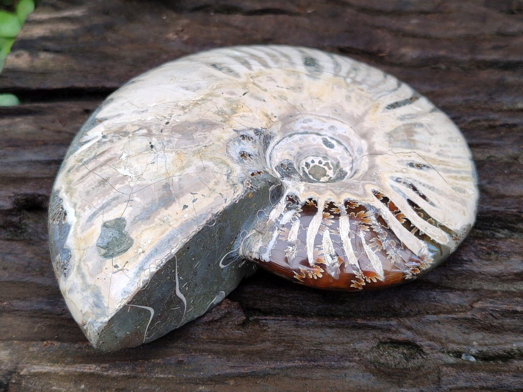 Polished Cleoniceras Ammonite Fossils x 2 From Tulear, Madagascar