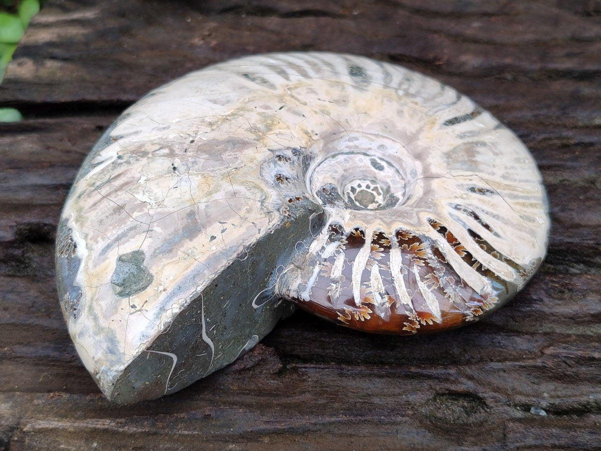 Polished Cleoniceras Ammonite Fossils x 2 From Tulear, Madagascar