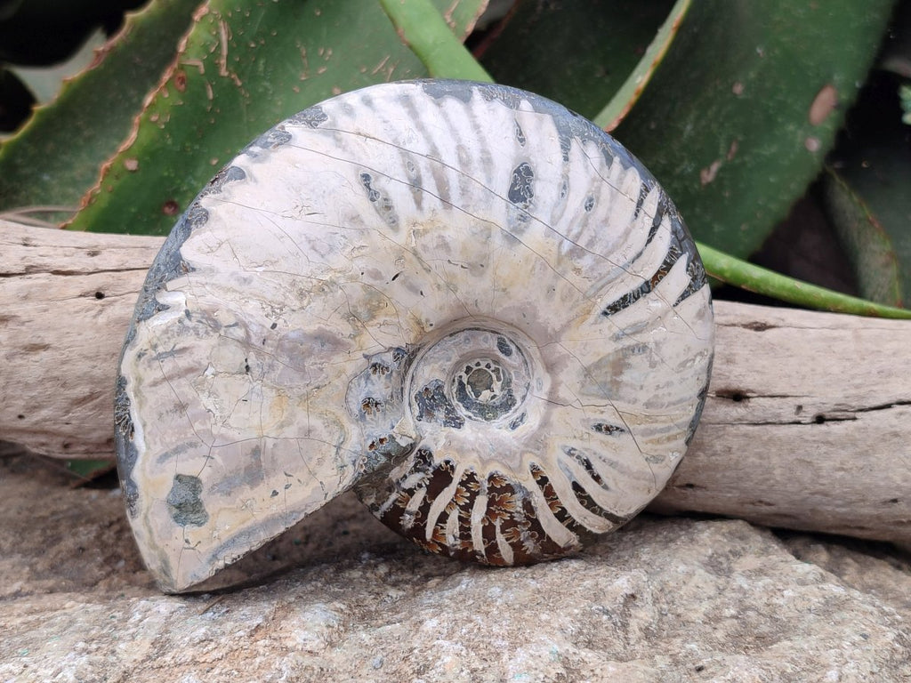 Polished Cleoniceras Ammonite Fossils x 2 From Tulear, Madagascar