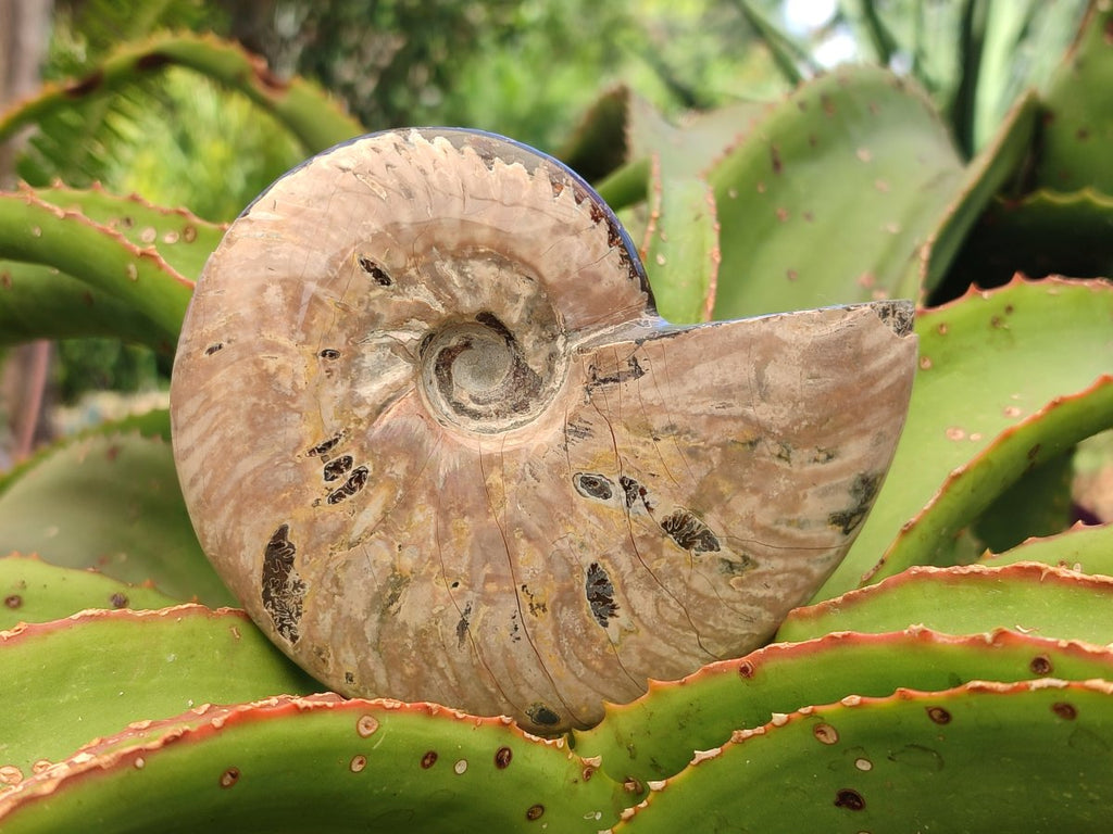 Polished Cleoniceras Ammonite Fossils x 2 From Tulear, Madagascar