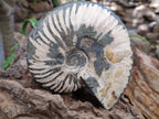 Polished Cleoniceras Ammonite Fossils x 2 From Tulear, Madagascar