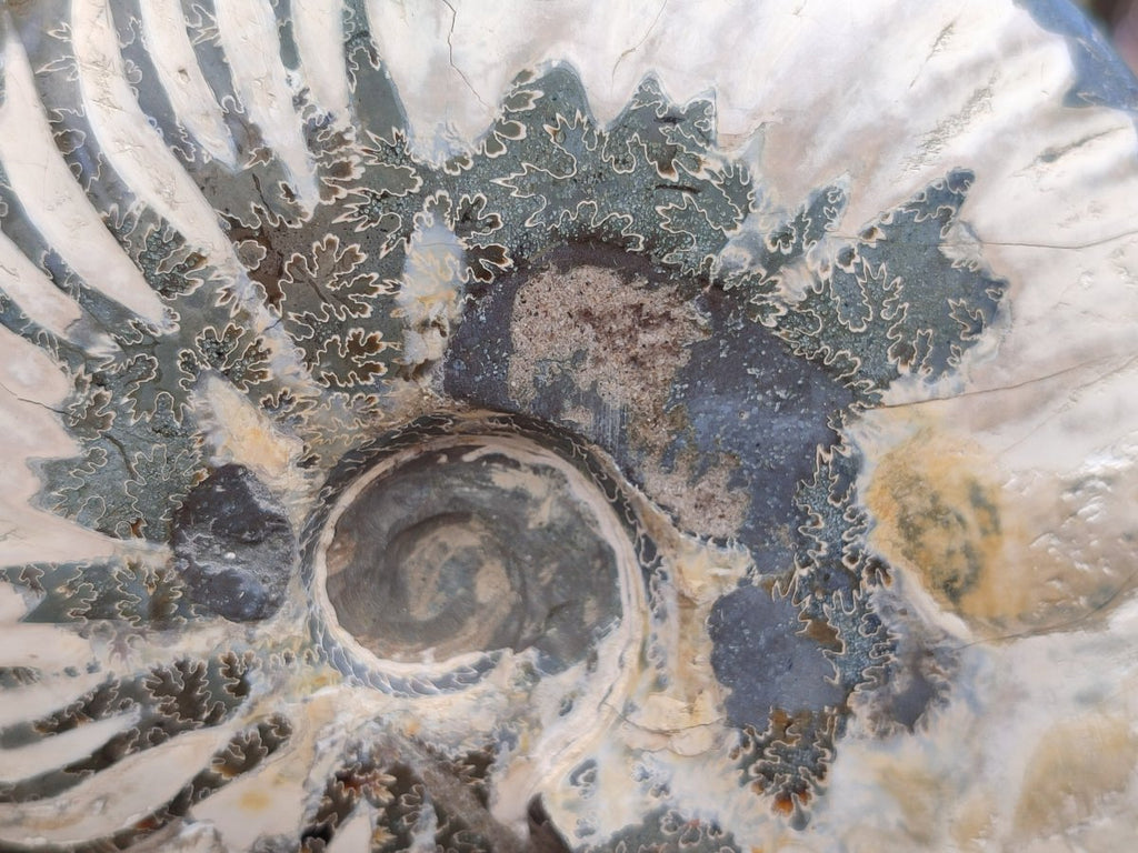 Polished Cleoniceras Ammonite Fossils x 2 From Tulear, Madagascar