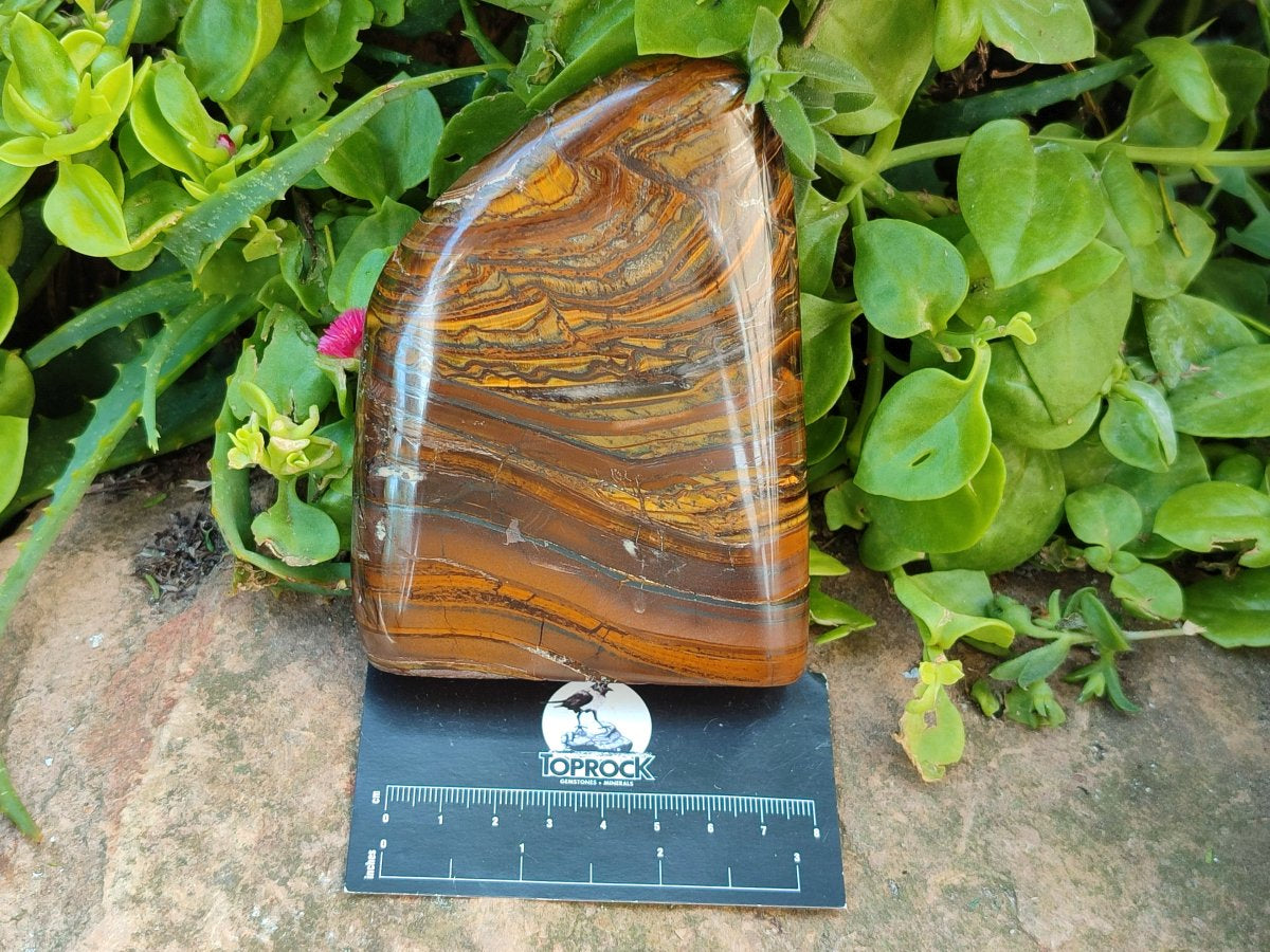 Polished Golden Tigers Eye With Banded Iron Stone Standing Free Forms x 2 From Prieska, South Africa